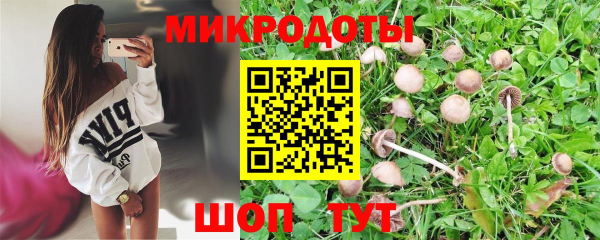 Псилоцибиновые грибы Psilocybe Советский